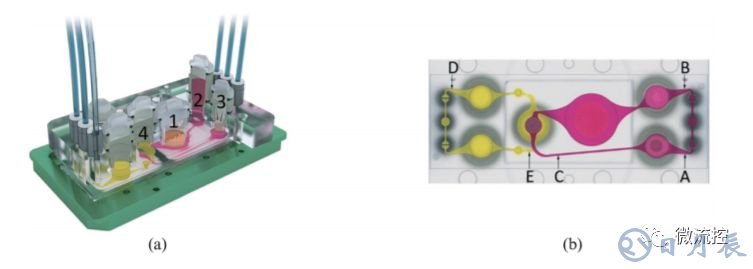 多器官微流控芯片技術及其應用